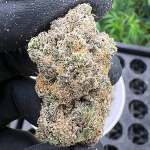 Durban Poison